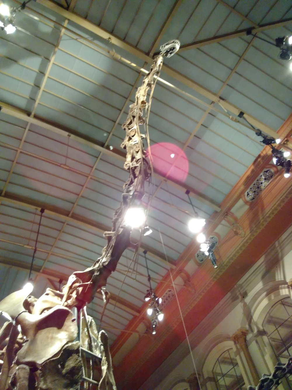 Farbfoto mit dem einem riesigen Dinosaurier-Skelett aus Untersicht, darüber die Stahl-Glas-Deckenkonstruktion des Berliner Naturkundemuseums.